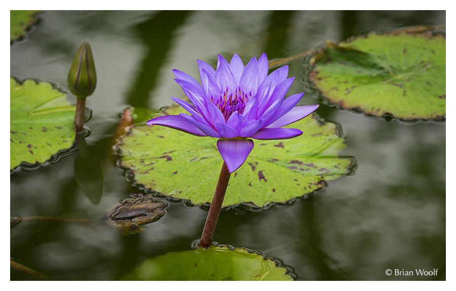 purple water Lily